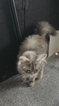 Perzske ragdoll maciatka - 5