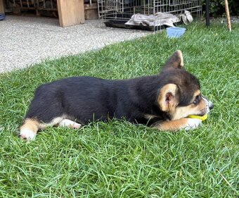 Welsh Corgi Pembroke - 5