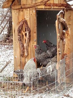 NV Oravky pásikavej (krahulcovej) - 5