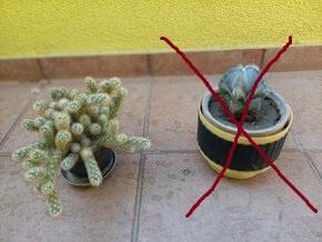 Predám staršie kaktusy - 5