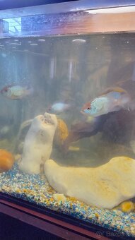 Akvárium - 5