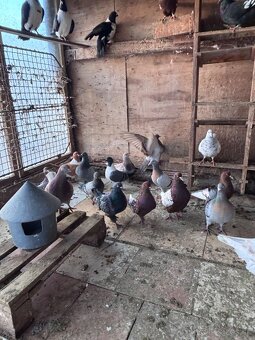 Holuby na predaj - 5