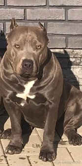 AMERICAN BULLY ODBER HNED - 5