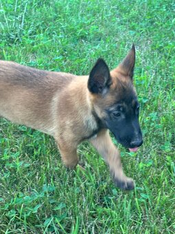 Belgický ovčiak - Malinois - 5