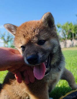 Shiba inu psýky s PP - 5
