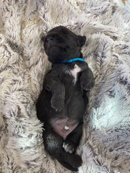 Bedlington terier s PP - 5