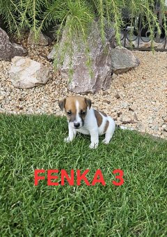 Jack Russell teriér - 5
