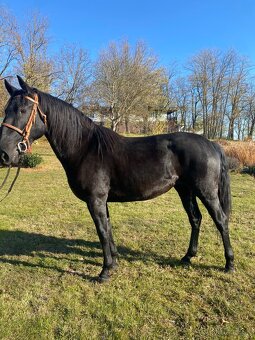 Predám Kladrubákov - 5