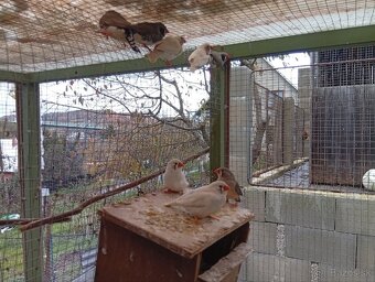 Predám andulky. - 5