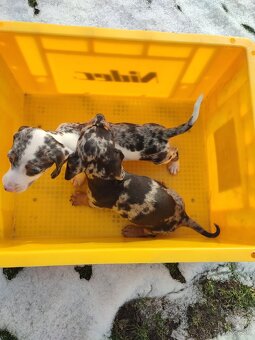 Jazvečik Trpaslici - 5