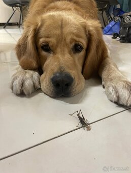 Zlatý retriever na krytie - 5