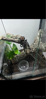 Vtáčkar, pavúk, tarantula - 5