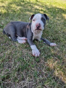 Amstaff , Ameriscky staford - 5