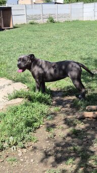 American bully - 5