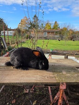 Samcov kralikov nar april 2025 - 5