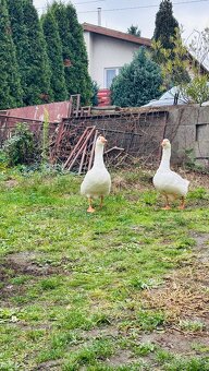 Slovenske biele husi - 5