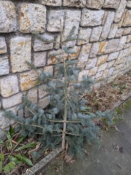 Živý vianočný stromček - 5