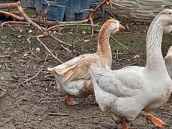 husi a kacice mlade farebne rozne - 5