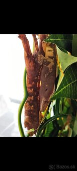 Pagekon riasnaty - 5