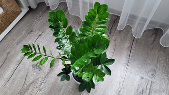 Zamiokulkas (Zamioculcas zamiifolia) - 5