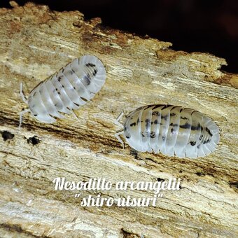❤️Obrovská zbierka isopod - 5