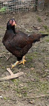 Zdr. Indická bojovníčka bažantia hnedá - 5