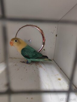 Agapornis fischeri - 5