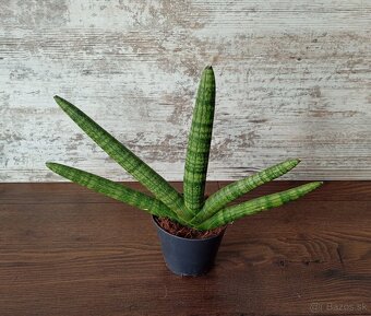 Izbové rastlinky - 5