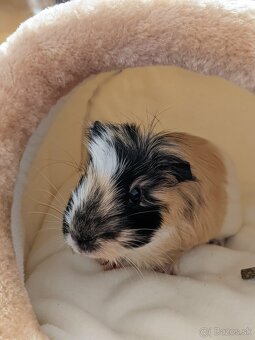 morské prasiatko - 5