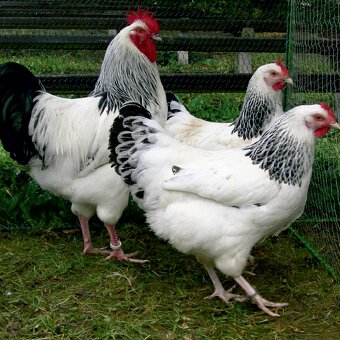 Ponúkam na predaj mladé nosnice pred znáškou - 5