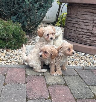 Maltipoo,pudel,maltezak - 5