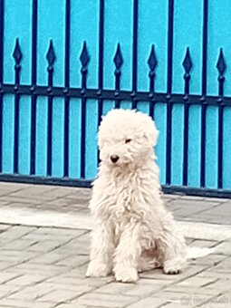 ŠTENIATKA KOMONDOR - 5