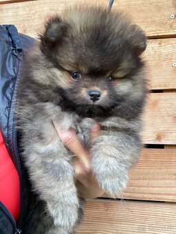 Pomeranian - mini velikost- PP/FCI - 5