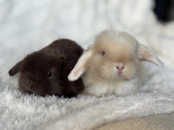 🐰MINILOP ZAKRSLÝ KRÁLIK🩷. - 5