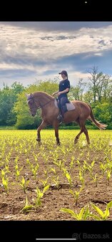 Predám kobylku - 5