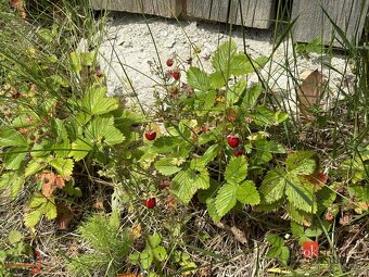 NOVÁ CENA Murovaná rekreačná chata na predaj, Látky - Praši - 5
