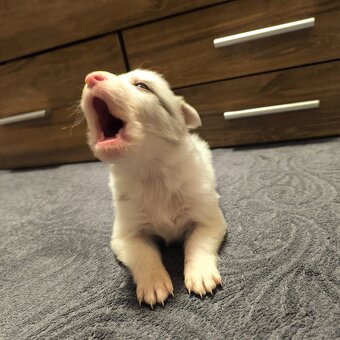 Border kólia šteniatka - 5