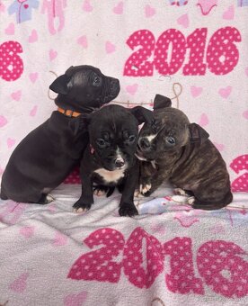 Americký stafordsirsky terier, Stafford, amstaf - 5