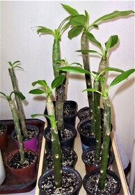 Pluméria-rastliny - 5