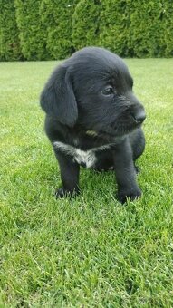 LABRADOR keverék kiskutyák eladóak - 5