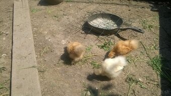 Súrne predám hodvábničky - kuriatka + kohút - 5
