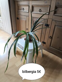 Väčšie izbové rastlinky - 5