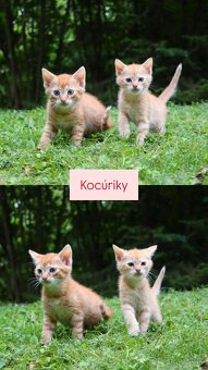 DARUJEME KOCÚRIKY s možnosťou dovozu - 5