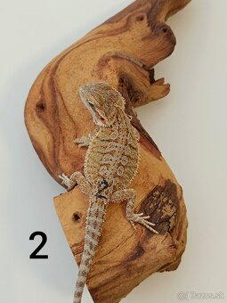 Predám mláďatá agamy bradatej - 5