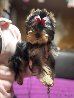 Yorkshire terrier s Preukazom pôvodu FCi - 5