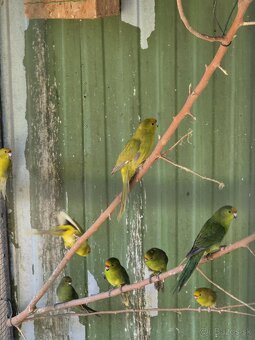 Kakariki žltočelý- tohtoročné odchovy - prípadne vymením - 5