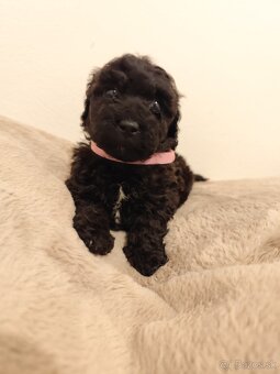 Pudel trpasličí - 5