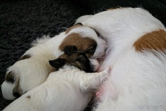 Jack Russell Terrier s pp - 5
