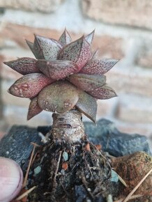 Echevereria purpusorum v skalke - 5