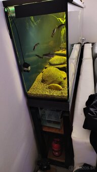 velke akvarium 380L - 5